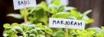 Creating An Outdoor Herb Garden