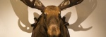Taxidermy