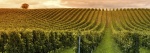 Wine Tour